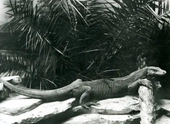 Ein Komodowaran, ruhend mit Hals und Vorderbeinen an einem Baumstamm im Londoner Zoo im Juni 1927