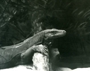 Ein Komodowaran, ruhend mit Hals und Vorderbeinen an einem Baumstamm im Londoner Zoo im Juni 1927