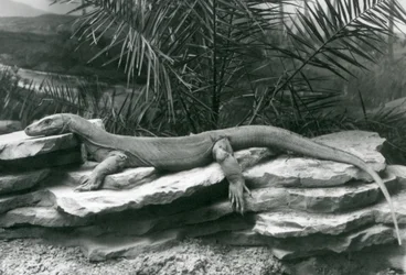 Ein Komodowaran ruht auf einer Felswand im London Zoo, 1927