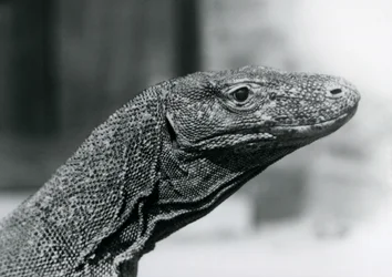Ein Komodowaran im Londoner Zoo im August 1928