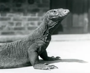 Ein Komodowaran im Londoner Zoo im August 1928