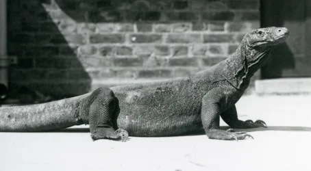 Ein Komodowaran im Londoner Zoo im August 1928