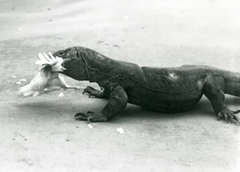 Ein Komodowaran, der ein Huhn frisst, Londoner Zoo