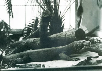 Ein Komodowaran im Reptilienhaus des Londoner Zoos, August 1928