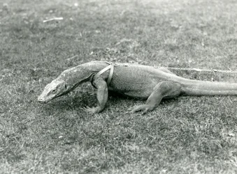 Ein Komodowaran, der auf einem Rasen spazieren geht, mit Geschirr und Leine