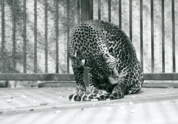 Ein Leopard sitzt in seinem Gehege und putzt sein Bein, Londoner Zoo, 1927
