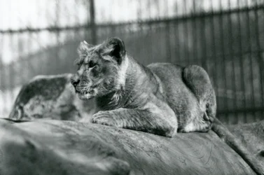 Ein Löwenjunges, das im Juli 1923 im Menagerie geboren wurde, Londoner Zoo, Juli 1924