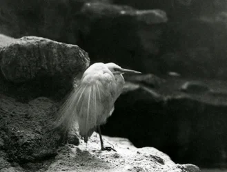 Ein Seidenreiher ruht 1930 zwischen Felsen im Londoner Zoo