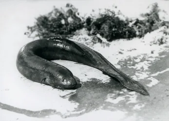 Ein Lungenfisch ruht außerhalb des Wassers im London Zoo, September 1928