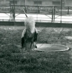 Ein Maguaristorch bei der Auf-und-ab-Balz, während er neben einem kleinen Betonbecken auf Gras steht, Londoner Zoo, Juli 1925