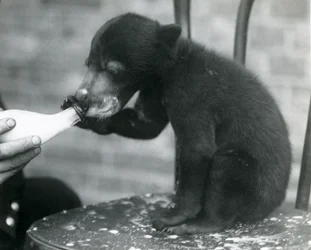 Ein Malaiischer oder Sonnenbärenjunges sitzt auf einem Stuhl und wird von seinem Pfleger im Londoner Zoo gefüttert, 1920er Jahre