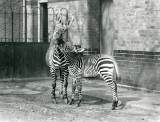 Ein Bergzebra und ihr Fohlen im Londoner Zoo, 1929 (s/w Foto)