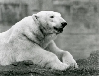 Ein Eisbär ruht auf einem felsigen Vorsprung im Londoner Zoo im Jahr 1931