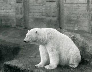 Ein Eisbär sitzt auf einem felsigen Vorsprung im Londoner Zoo im September 1927