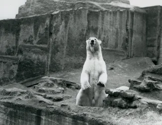 Ein Eisbär sitzt in seinem Gehege an der Basis der Mappin Terrassen im London Zoo, September 1928