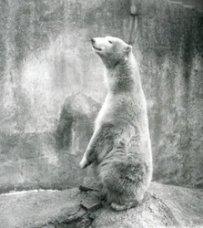 Ein Eisbär sitzt auf seinen Hinterbeinen im London Zoo im Jahr 1929 (s/w Foto)