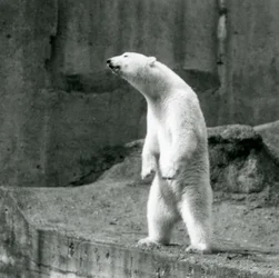 Ein Eisbär steht aufrecht auf seinen Hinterbeinen am Rand seines Geheges auf den Mappin Terraces im Londoner Zoo