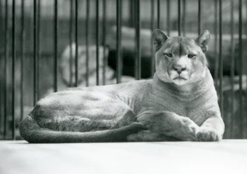 Ein Puma/Berglöwe liegt in seinem Gehege im Londoner Zoo im Juni 1925