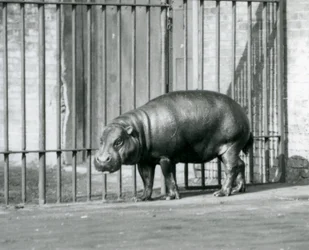 Ein Zwergflusspferd im Londoner Zoo im Jahr 1927