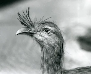 Ein Rotbein-Seriema im London Zoo im Jahr 1929 (s/w Foto)