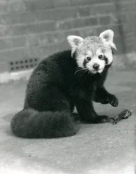 Ein Roter Panda im Londoner Zoo, 1917