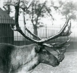Ein Rentierhirsch, der Samt von seinen Geweihen abwirft, London Zoo