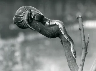 Eine Königspython, die im Oktober 1925 im Londoner Zoo einen Ast hinunterklettert