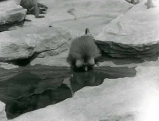 Ein heiliger Pavian trinkt aus einem Pool zwischen den Felsen des 