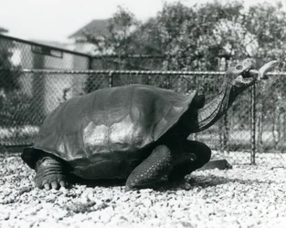 Eine Galapagos-Riesenschildkröte mit Sattelpanzer wird mit einer Banane an einem Stock gefüttert