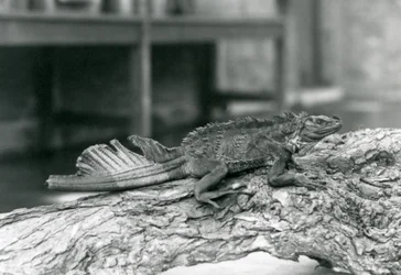 Eine Segelechse mit beschädigtem Schwanz ruht 1928 auf einem Baumstamm im Londoner Zoo
