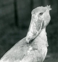 Ein Schuhschnabel, Londoner Zoo, Juli 1926