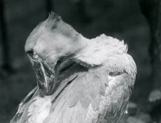 Ein Schuhschnabel, der sich im Londoner Zoo 1926 die Federn putzt