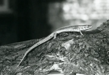 Ein Skink, der 1929 im Londoner Zoo auf einem Baumstamm ruht
