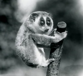 Ein Schlanker Loris hält sich am Ende eines Astes fest, Londoner Zoo, August 1926