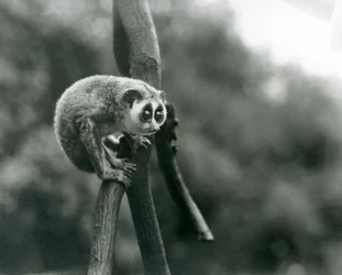 Ein Schlanker Loris, schauend von einem Ast herunter, Londoner Zoo, August 1926