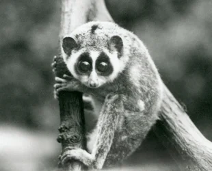 Ein Schlanker Loris, der von einem Ast herabblickt, Londoner Zoo, August 1926