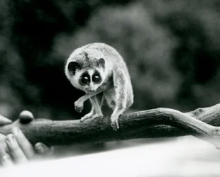Ein Schlanker Loris, der von einem Ast herabblickt, der in den Händen eines Pflegers gehalten wird, Londoner Zoo, August 1926