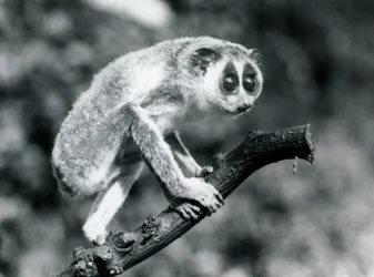 Ein Schlanker Loris geht auf einem Ast, Londoner Zoo, August 1926