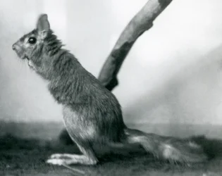 Ein südafrikanischer Springhase, der neben einem Ast in seinem Gehege sitzt, London Zoo, Dezember 1925