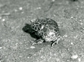 Ein südamerikanischer Hornfrosch, London Zoo, Dezember 1925