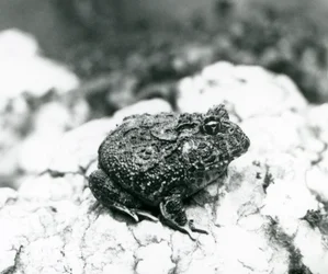 Ein südamerikanischer Hornfrosch auf einem Felsen, Londoner Zoo, August 1928