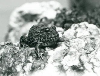 Ein südamerikanischer Hornfrosch sitzt auf einem Felsen und zeigt seine Abwehrhaltung, London Zoo, August 1928