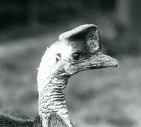 Ein Südlicher Kasuar im London Zoo, Juni 1925
