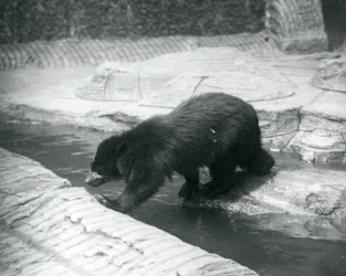 Ein Brillen- oder Andenbär überquert einen Bach in seinem Gehege im Londoner Zoo, Juli 1925