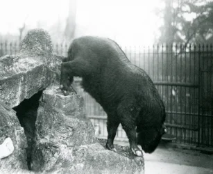 Ein Takin, auch bekannt als Rindergämse oder Gnu-Ziege, der von Felsen herabsteigt, Londoner Zoo