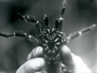 Eine Vogelspinne, die hochgehalten wird, um ihre Fangzähne von unten zu zeigen, Londoner Zoo, Oktober 1925