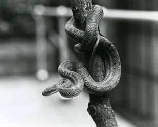 Eine Texas-Rattenschlange, die sich im August 1928 im Londoner Zoo um einen fast senkrechten Ast windet