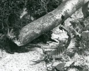 Ein Texas-Skorpion im Londoner Zoo im Jahr 1928