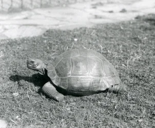 Eine Schildkröte steht auf Gras im London Zoo im Jahr 1926 (s/w Foto)
