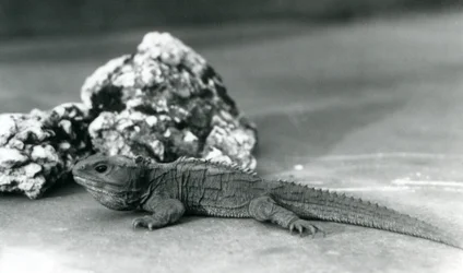 Ein Tuatara, der vor einem Felsen liegt, im Londoner Zoo 1928
